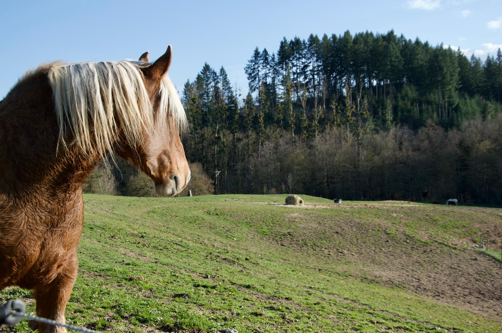 Chevaux au pré