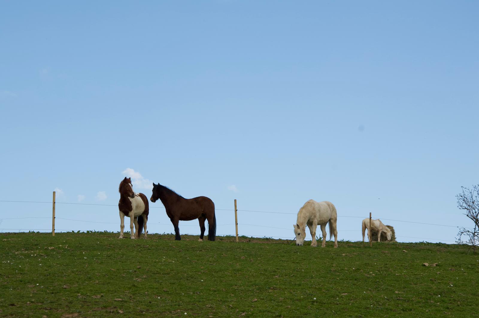 Chevaux en liberté