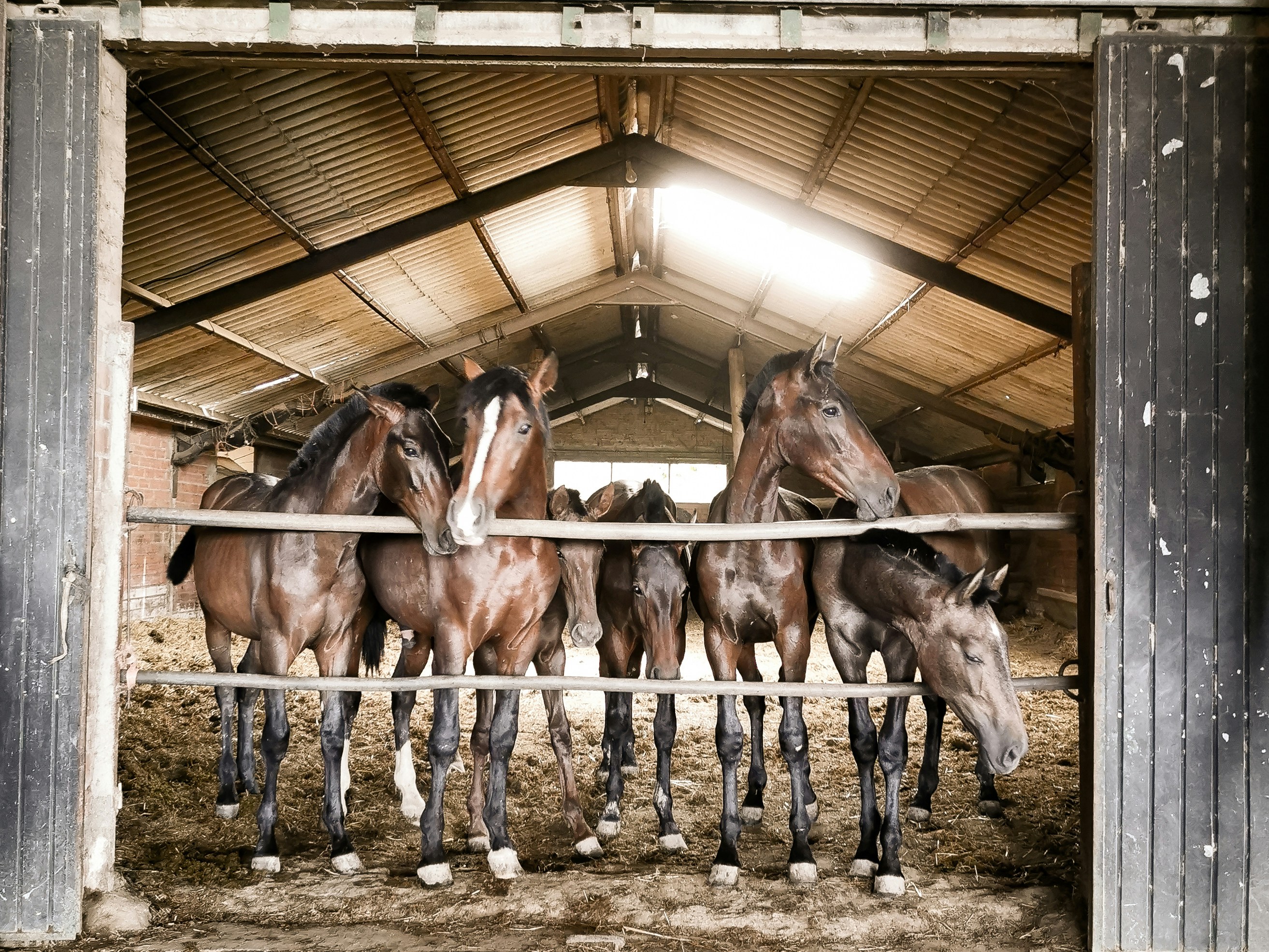 Manège couvert