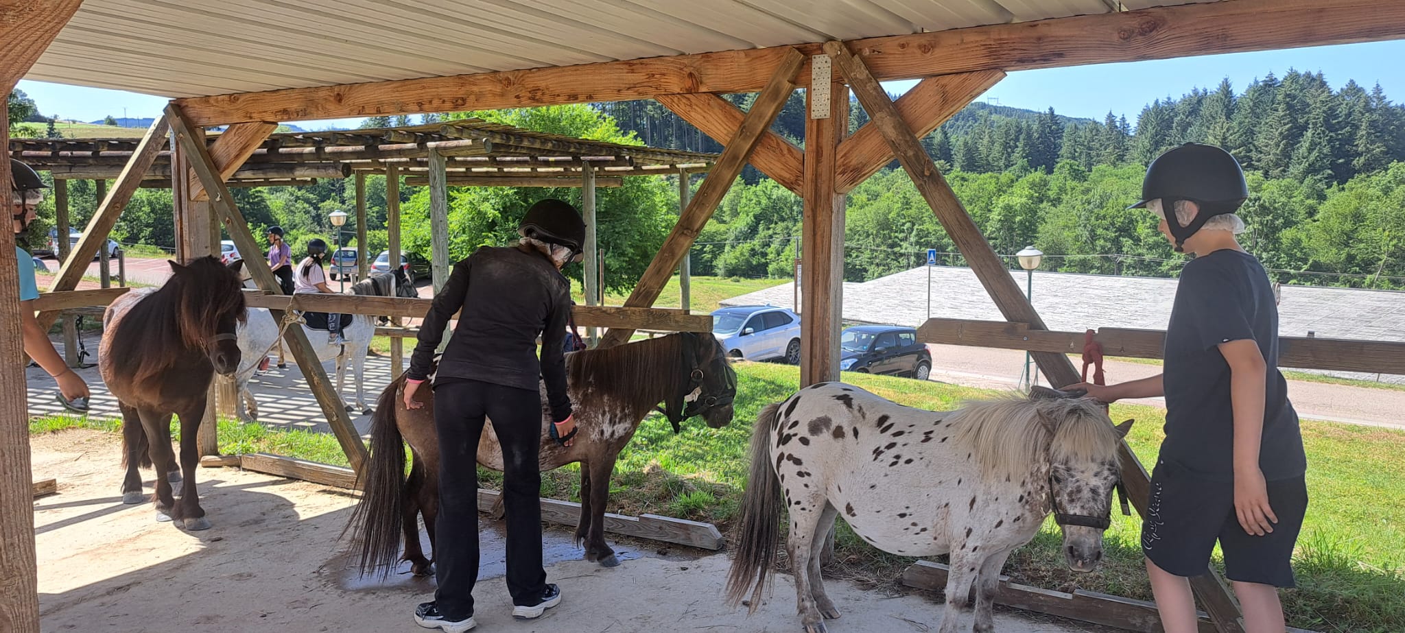 Préparation des poneys avant la séance